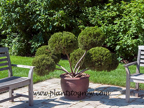 A Juniper formed into a pom pom shaped topiary.